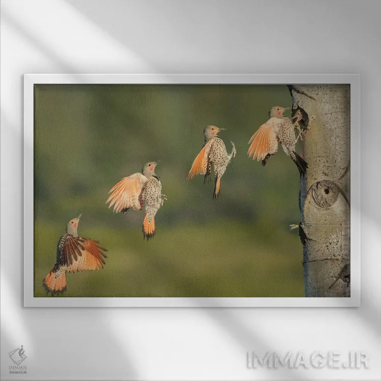 تابلو دکوراتیو British Columbia. Northern Flicker flies to nest hole.,دارکوب… اثر گری لوهم - نمای قابدار سفید