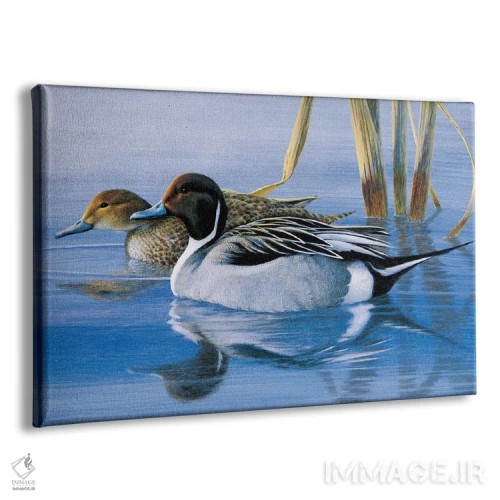 تابلو دکوراتیو اردک های دم نوک تیز در سپیده دم اثر جف مووری - نمای پرسپکتیو محصول
