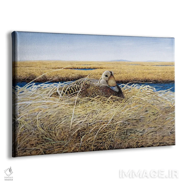 تابلو دکوراتیو اردک خالدار در دلتای یوکون-کوسکواک اثر جف مووری - نمای پرسپکتیو محصول