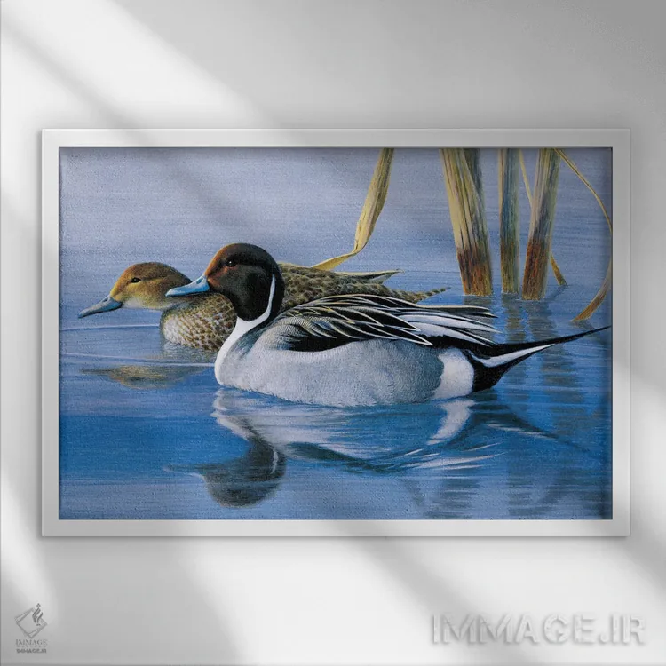 تابلو دکوراتیو اردک های دم نوک تیز در سپیده دم اثر جف مووری - نمای قابدار سفید