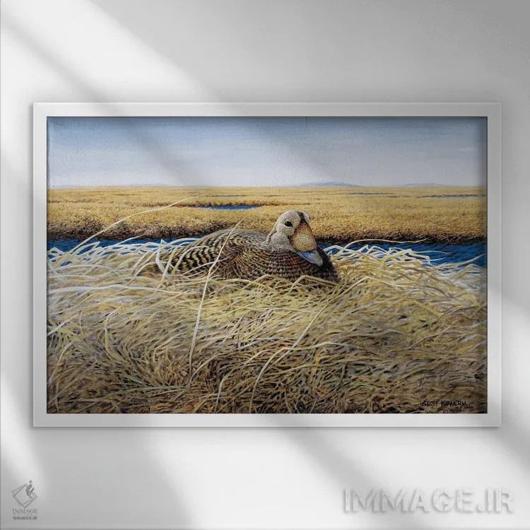 تابلو دکوراتیو اردک خالدار در دلتای یوکون-کوسکواک اثر جف مووری - نمای قابدار سفید