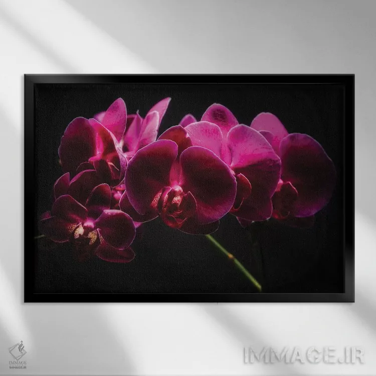 تابلو دکوراتیو ارکیده های بنفش با نور نقاشی شده اثر جورج اوزه - نمای قابدار مشکی