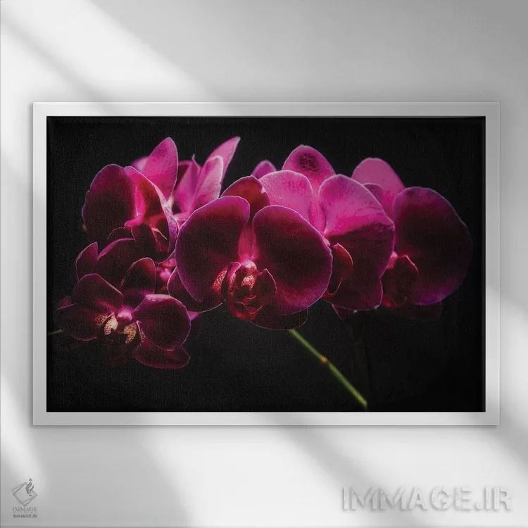 تابلو دکوراتیو ارکیده های بنفش با نور نقاشی شده اثر جورج اوزه - نمای قابدار سفید