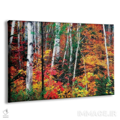 تابلو دکوراتیو ساقه سفید. برگ های رنگارنگ، نیوهمپشایر اثر جورج اوزه - نمای پرسپکتیو محصول