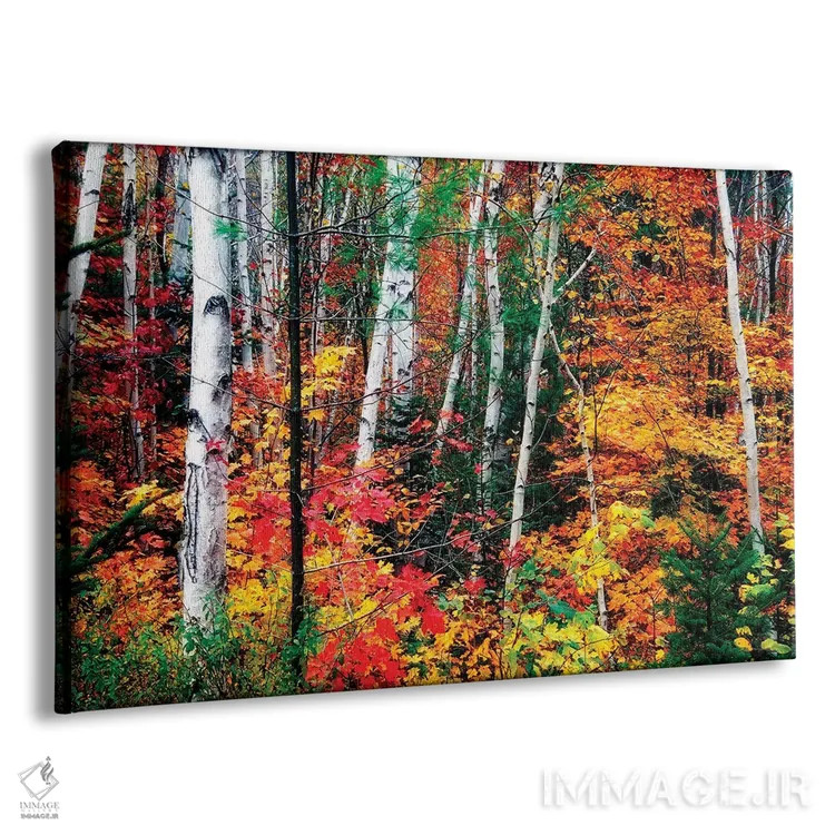 تابلو دکوراتیو ساقه سفید. برگ های رنگارنگ، نیوهمپشایر اثر جورج اوزه - نمای پرسپکتیو محصول