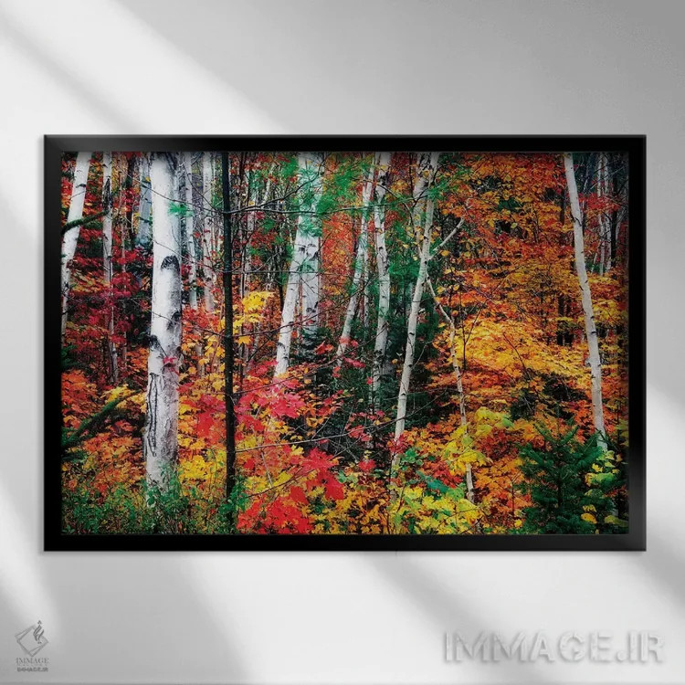 تابلو دکوراتیو ساقه سفید. برگ های رنگارنگ، نیوهمپشایر اثر جورج اوزه - نمای قابدار مشکی