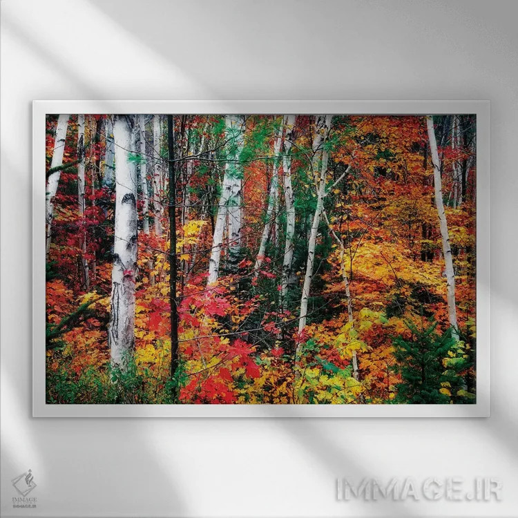 تابلو دکوراتیو ساقه سفید. برگ های رنگارنگ، نیوهمپشایر اثر جورج اوزه - نمای قابدار سفید