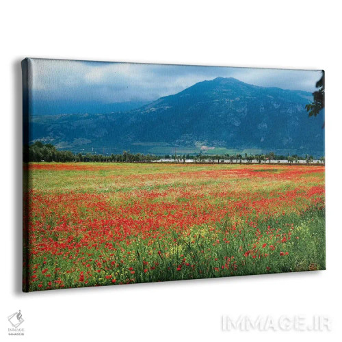 تابلو دکوراتیو چمنزار پر از شقایق، لاتینا، ایتالیا اثر جورج اوزه - نمای پرسپکتیو محصول