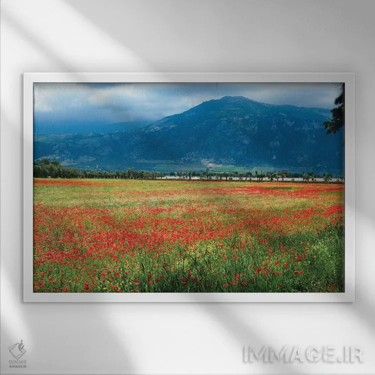 تابلو دکوراتیو چمنزار پر از شقایق، لاتینا، ایتالیا اثر جورج اوزه - نمای قابدار سفید