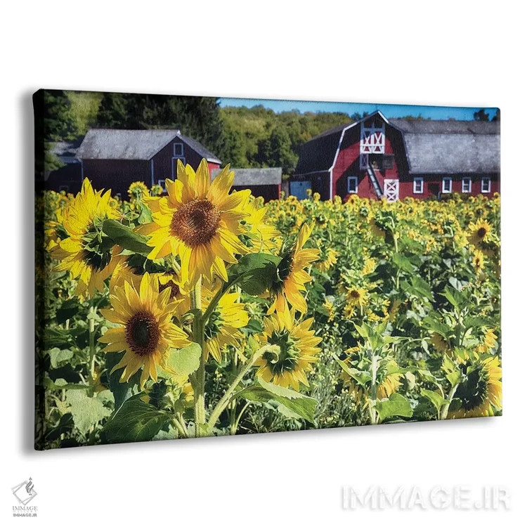 تابلو دکوراتیو مزرعه آفتابگردان با طویله قرمز، نیوجرسی اثر جورج اوزه - نمای پرسپکتیو محصول