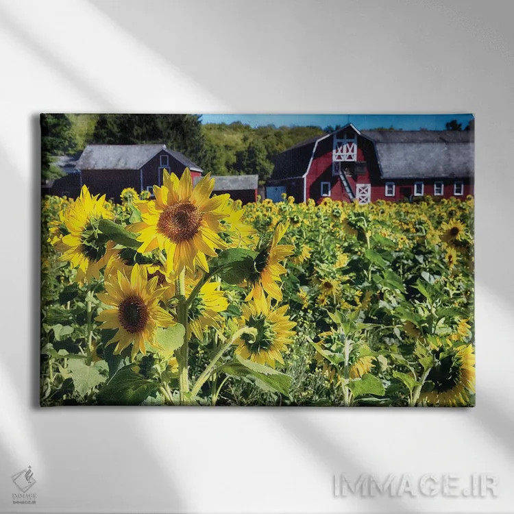 تابلو دکوراتیو مزرعه آفتابگردان با طویله قرمز، نیوجرسی اثر جورج اوزه - نمای روبهرو روی دیوار