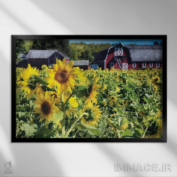 تابلو دکوراتیو مزرعه آفتابگردان با طویله قرمز، نیوجرسی اثر جورج اوزه - نمای قابدار مشکی