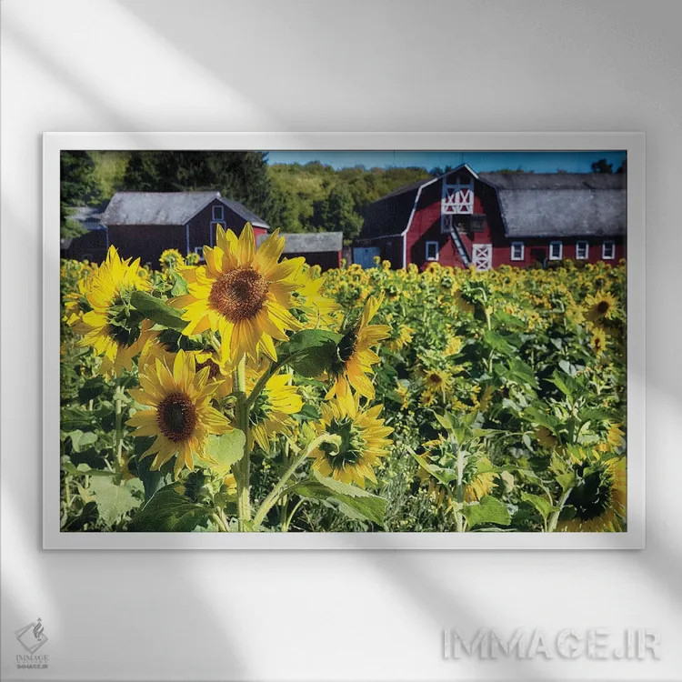 تابلو دکوراتیو مزرعه آفتابگردان با طویله قرمز، نیوجرسی اثر جورج اوزه - نمای قابدار سفید