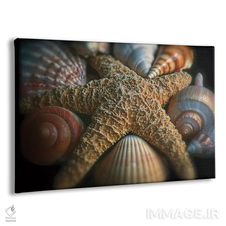 تابلو دکوراتیو نمای نزدیک از یک ستاره دریایی با صدف های گوناگون اثر جورج اوزه - نمای پرسپکتیو محصول