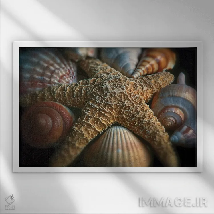 تابلو دکوراتیو نمای نزدیک از یک ستاره دریایی با صدف های گوناگون اثر جورج اوزه - نمای قابدار سفید
