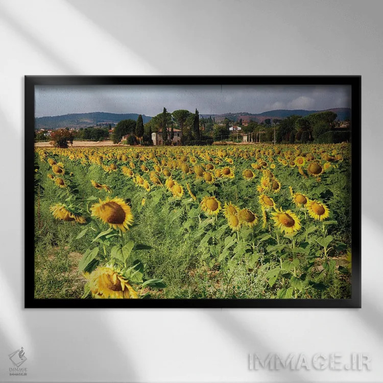 تابلو دکوراتیو مزرعه آفتابگردان در توسکانی، ایتالیا اثر جورج اوزه - نمای قابدار مشکی