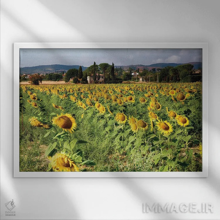 تابلو دکوراتیو مزرعه آفتابگردان در توسکانی، ایتالیا اثر جورج اوزه - نمای قابدار سفید