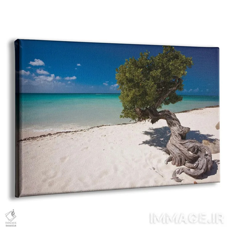 تابلو دکوراتیو درخت فوفوتی دیوی در ساحل ایگل، آروبا، آنتیل هلند اثر جورج اوزه - نمای پرسپکتیو محصول