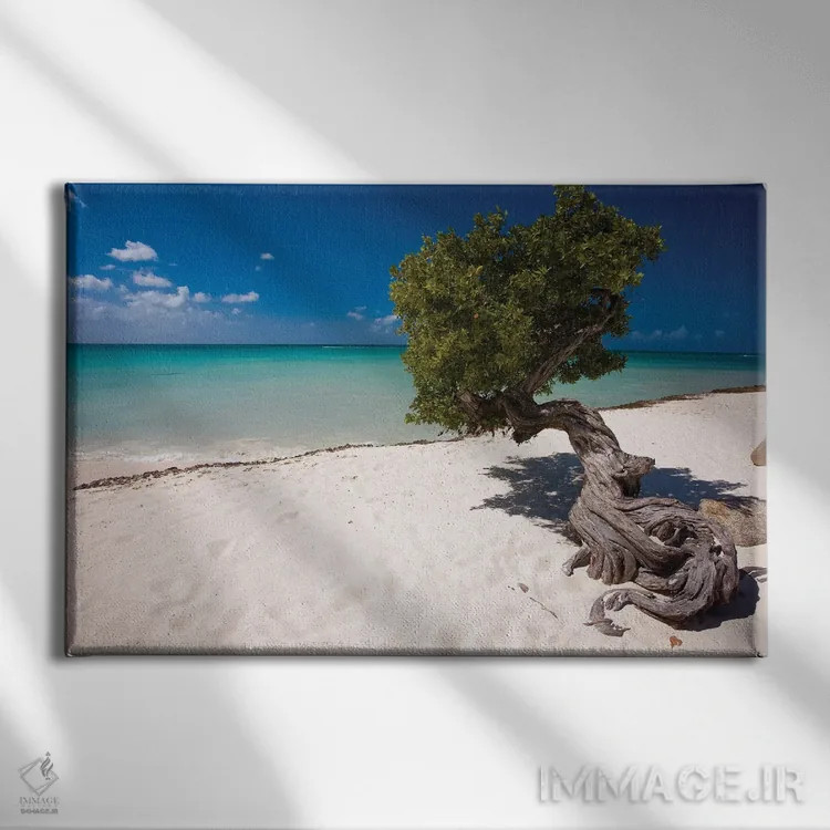 تابلو دکوراتیو درخت فوفوتی دیوی در ساحل ایگل، آروبا، آنتیل هلند اثر جورج اوزه - نمای روبهرو روی دیوار