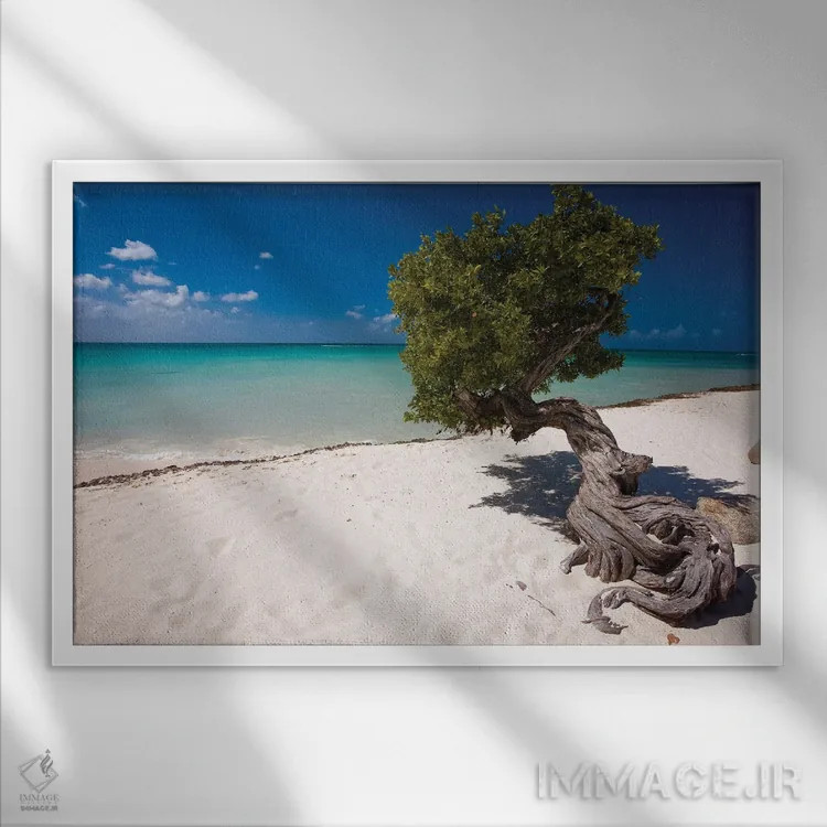 تابلو دکوراتیو درخت فوفوتی دیوی در ساحل ایگل، آروبا، آنتیل هلند اثر جورج اوزه - نمای قابدار سفید