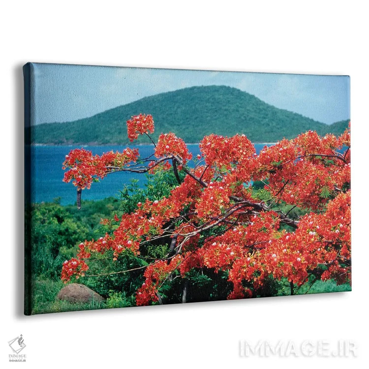 تابلو دکوراتیو شکوفه فلامبویان، جزیره کولبرا، پورتوریکو اثر جورج اوزه - نمای پرسپکتیو محصول