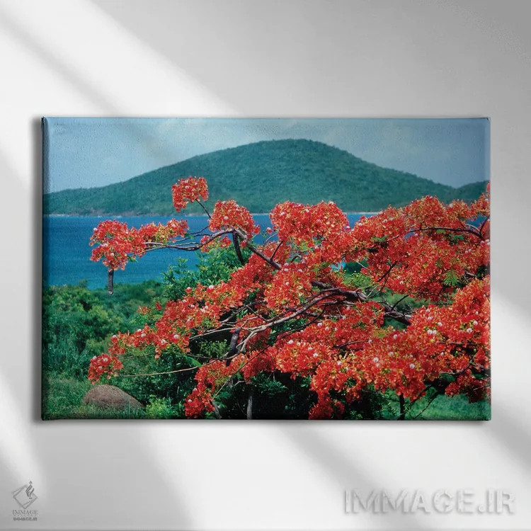 تابلو دکوراتیو شکوفه فلامبویان، جزیره کولبرا، پورتوریکو اثر جورج اوزه - نمای روبهرو روی دیوار