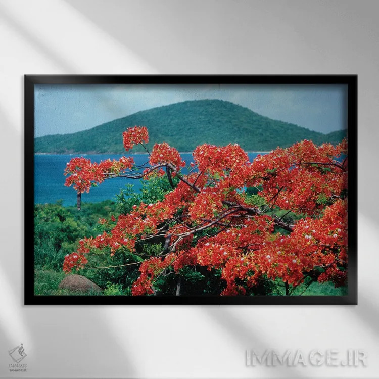 تابلو دکوراتیو شکوفه فلامبویان، جزیره کولبرا، پورتوریکو اثر جورج اوزه - نمای قابدار مشکی