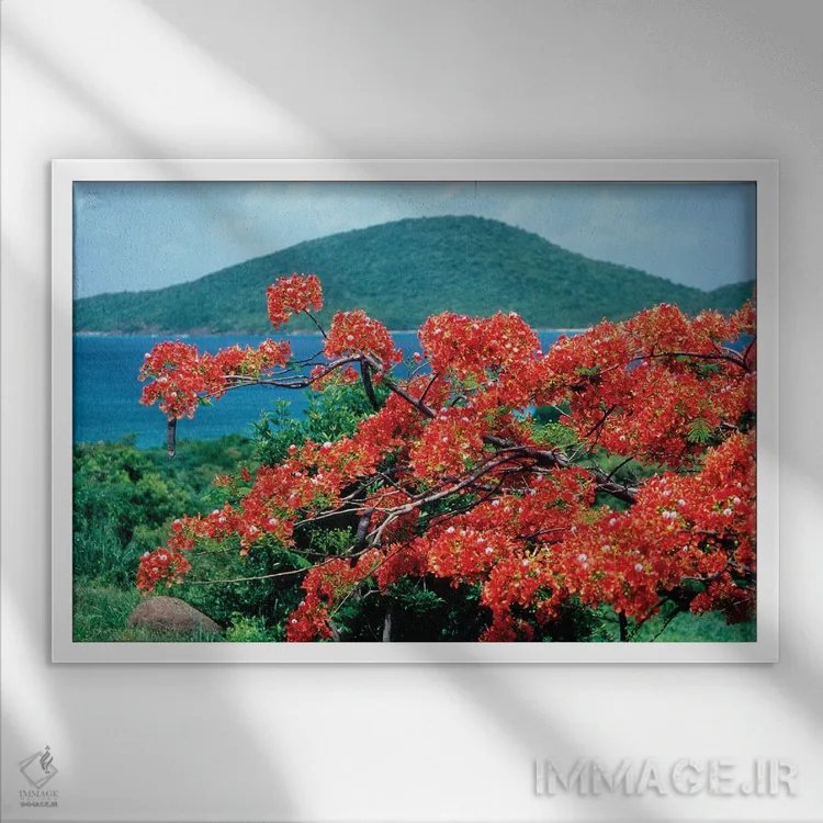 تابلو دکوراتیو شکوفه فلامبویان، جزیره کولبرا، پورتوریکو اثر جورج اوزه - نمای قابدار سفید