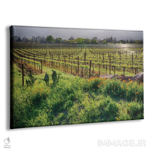تابلو دکوراتیو تاکستان و شقایق بهاری در دره ناپا، رادرفورد، کالیفرنیا اثر جورج اوزه - نمای پرسپکتیو محصول