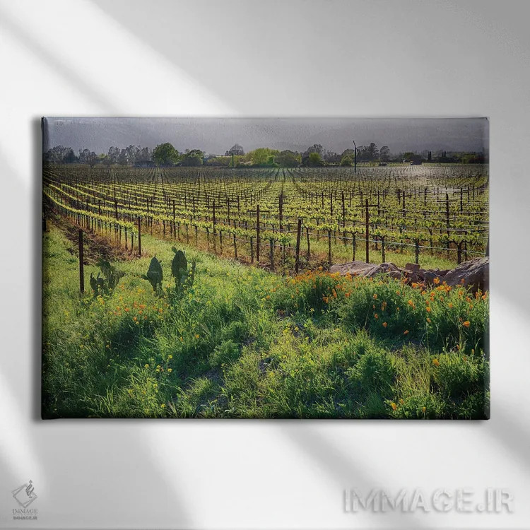 تابلو دکوراتیو تاکستان و شقایق بهاری در دره ناپا، رادرفورد، کالیفرنیا اثر جورج اوزه - نمای روبهرو روی دیوار