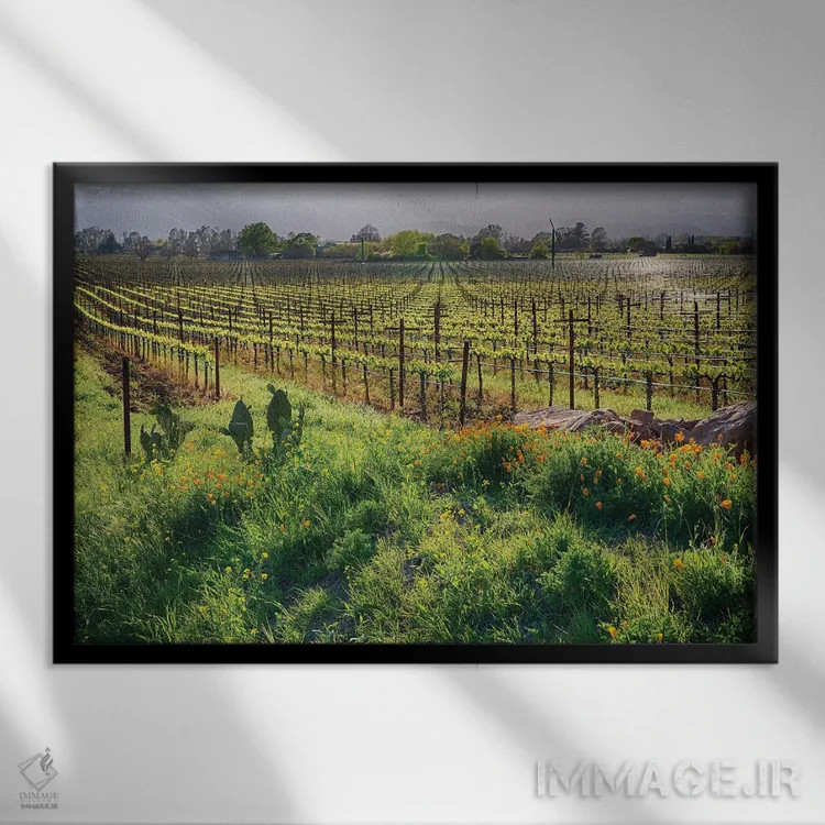 تابلو دکوراتیو تاکستان و شقایق بهاری در دره ناپا، رادرفورد، کالیفرنیا اثر جورج اوزه - نمای قابدار مشکی