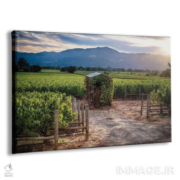 تابلو دکوراتیو تاکستان دره ناپا با آلونک کوچک، اوکویل، کالیفرنیا اثر جورج اوزه - نمای پرسپکتیو محصول