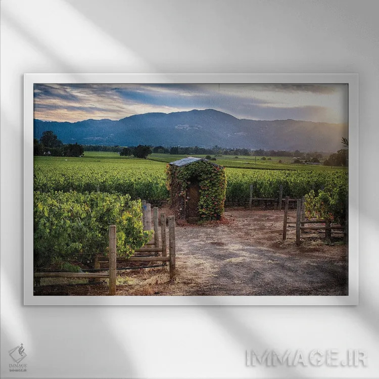 تابلو دکوراتیو تاکستان دره ناپا با آلونک کوچک، اوکویل، کالیفرنیا اثر جورج اوزه - نمای قابدار سفید