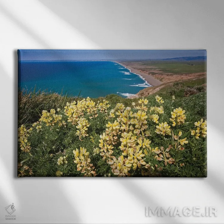 تابلو دکوراتیو گل های وحشی زرد، ساحل ملی پوینت ریس، کالیفرنیا اثر جورج اوزه - نمای روبهرو روی دیوار