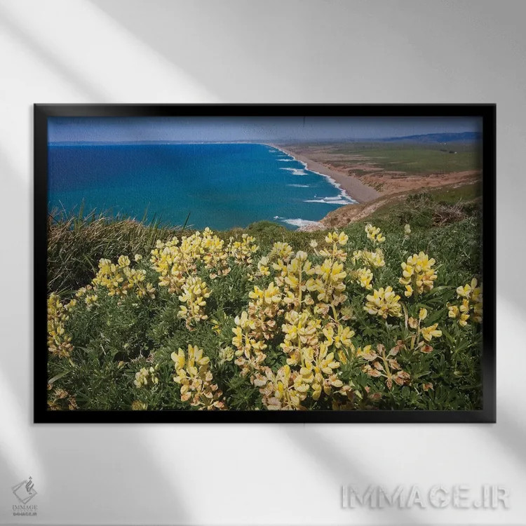 تابلو دکوراتیو گل های وحشی زرد، ساحل ملی پوینت ریس، کالیفرنیا اثر جورج اوزه - نمای قابدار مشکی