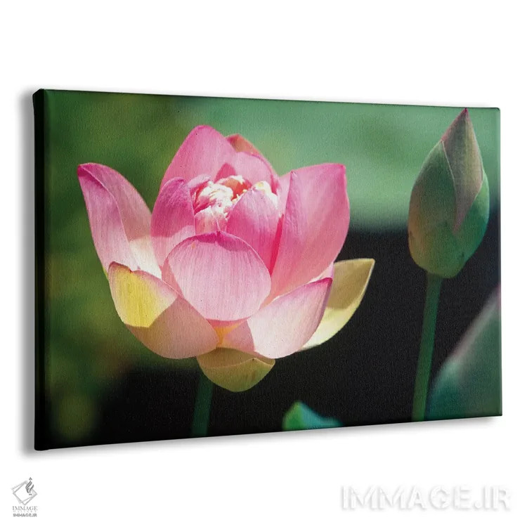 تابلو دکوراتیو نمای نزدیک از گل و غنچه نیلوفر صورتی اثر جورج اوزه - نمای پرسپکتیو محصول