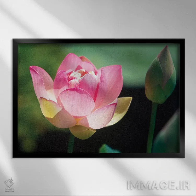 تابلو دکوراتیو نمای نزدیک از گل و غنچه نیلوفر صورتی اثر جورج اوزه - نمای قابدار مشکی