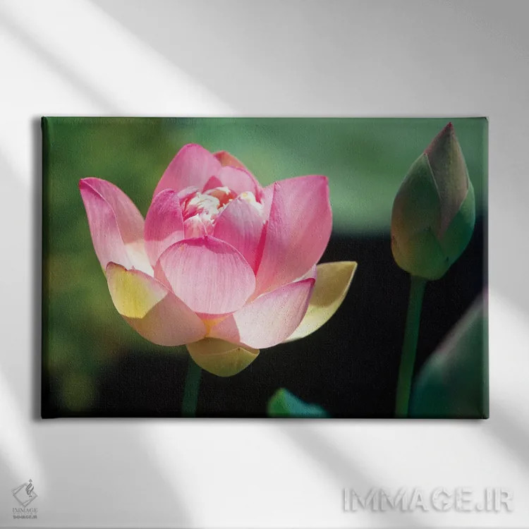 تابلو دکوراتیو نمای نزدیک از گل و غنچه نیلوفر صورتی اثر جورج اوزه - نمای روبهرو روی دیوار