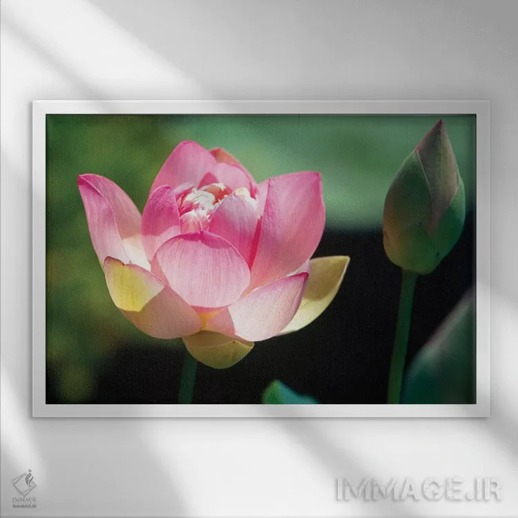 تابلو دکوراتیو نمای نزدیک از گل و غنچه نیلوفر صورتی اثر جورج اوزه - نمای قابدار سفید