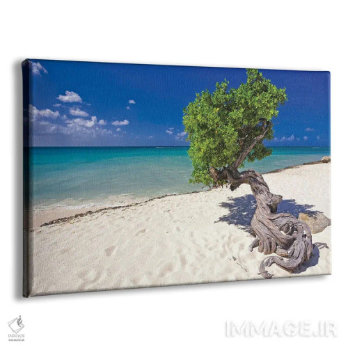 تابلو دکوراتیو درخت دیوی در ساحل کارائیب، آروبا، آنتیل هلند اثر جورج اوزه - نمای پرسپکتیو محصول