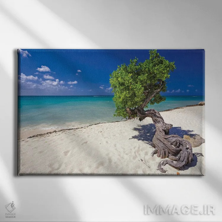 تابلو دکوراتیو درخت دیوی در ساحل کارائیب، آروبا، آنتیل هلند اثر جورج اوزه - نمای روبهرو روی دیوار