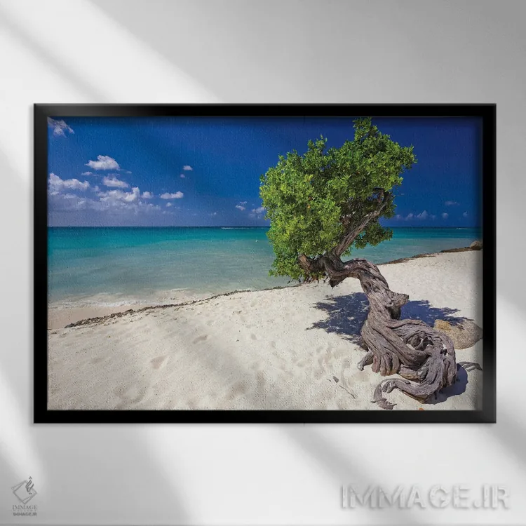 تابلو دکوراتیو درخت دیوی در ساحل کارائیب، آروبا، آنتیل هلند اثر جورج اوزه - نمای قابدار مشکی
