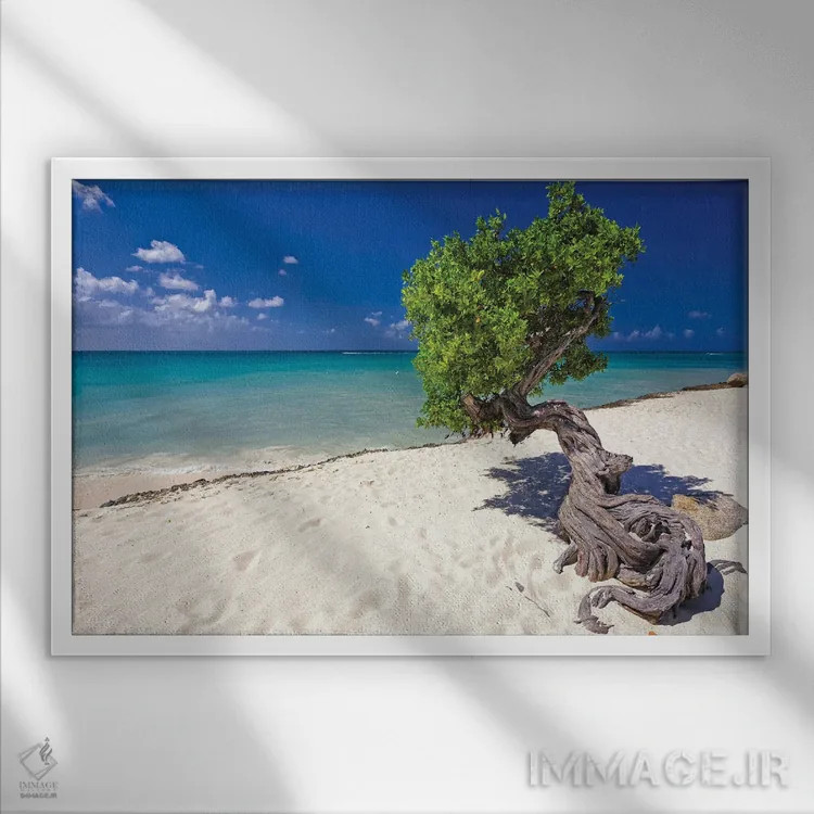 تابلو دکوراتیو درخت دیوی در ساحل کارائیب، آروبا، آنتیل هلند اثر جورج اوزه - نمای قابدار سفید