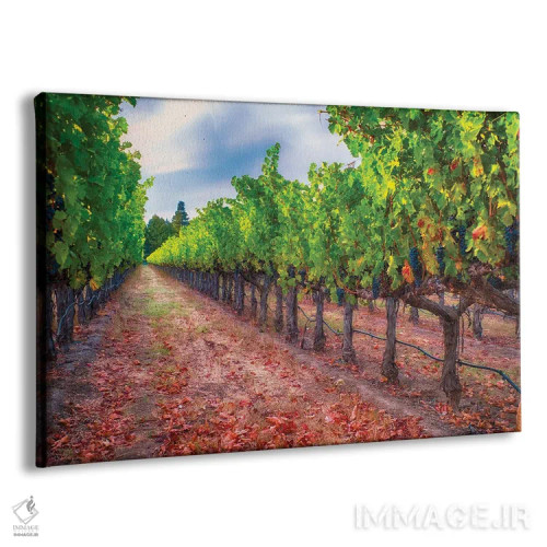 تابلو دکوراتیو ردیف تاکستان با خوشه های انگور آبی رسیده، دره ناپا، کالیفرنیا اثر جورج اوزه - نمای پرسپکتیو محصول
