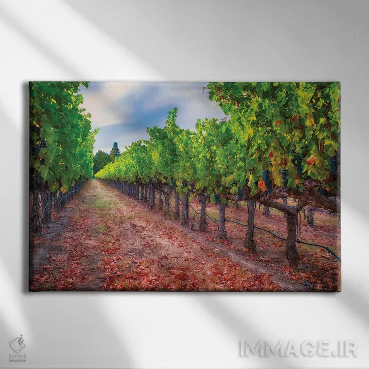 تابلو دکوراتیو ردیف تاکستان با خوشه های انگور آبی رسیده، دره ناپا، کالیفرنیا اثر جورج اوزه - نمای روبهرو روی دیوار