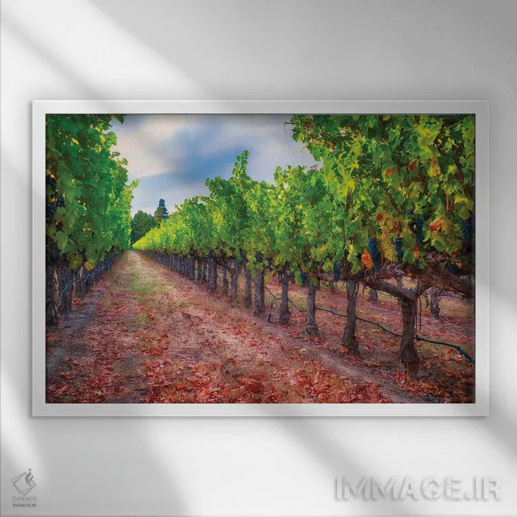 تابلو دکوراتیو ردیف تاکستان با خوشه های انگور آبی رسیده، دره ناپا، کالیفرنیا اثر جورج اوزه - نمای قابدار سفید