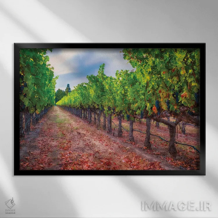 تابلو دکوراتیو ردیف تاکستان با خوشه های انگور آبی رسیده، دره ناپا، کالیفرنیا اثر جورج اوزه - نمای قابدار مشکی
