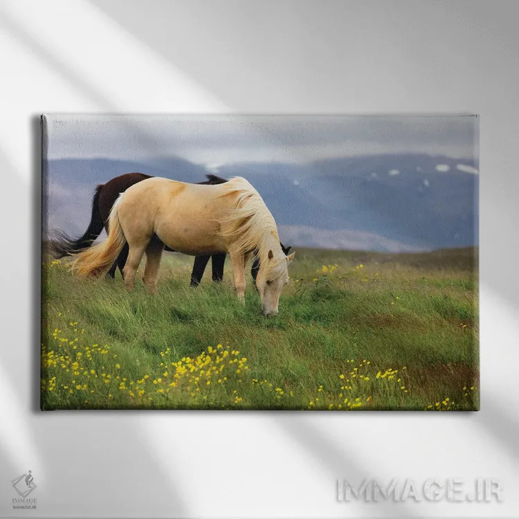 تابلو دکوراتیو اسب ها در حال چرا در چراگاه های باز ایسلند اثر جورج اوزه - نمای روبهرو روی دیوار