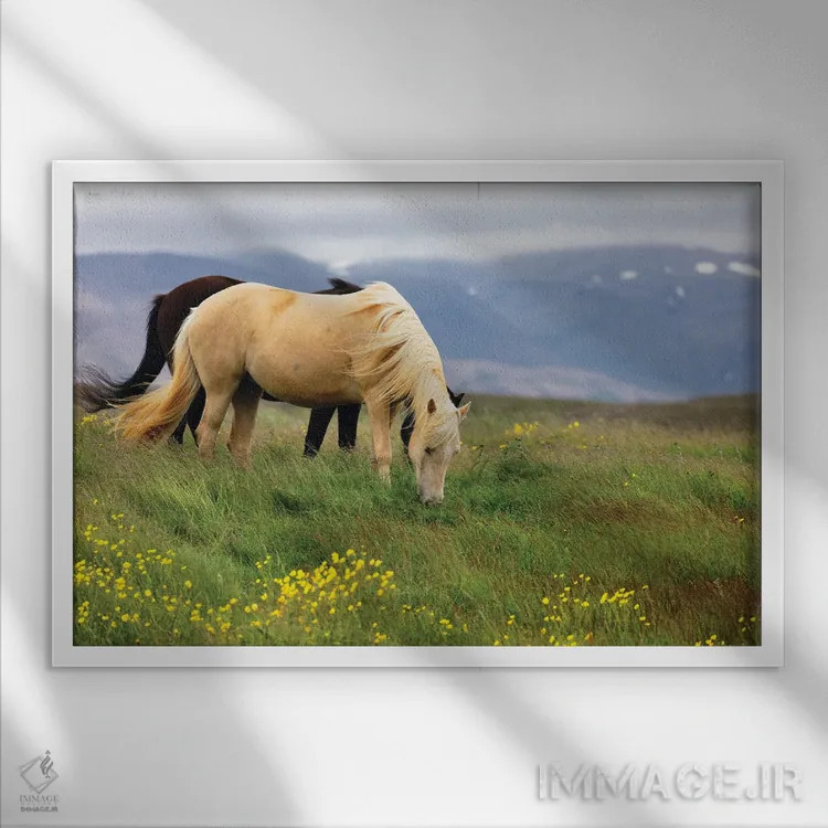 تابلو دکوراتیو اسب ها در حال چرا در چراگاه های باز ایسلند اثر جورج اوزه - نمای قابدار سفید