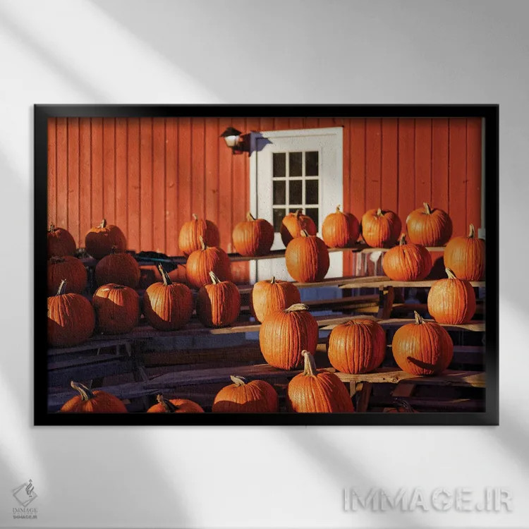 تابلو دکوراتیو کدو تنبل ها روی استند نمایش در یک مزرعه، نیوجرسی، آمریکا اثر جورج اوزه - نمای قابدار مشکی